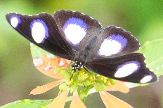 Synaphe synaphe - Danaid-Eifliege (Mimik, Diadem)